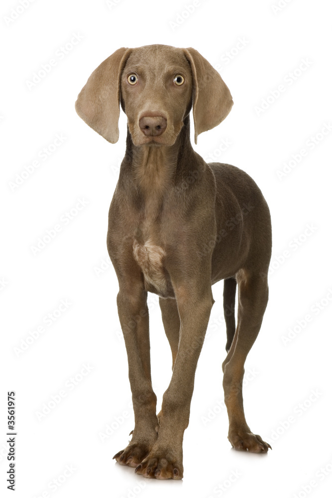 puppy Weimaraner standing up in front of white background