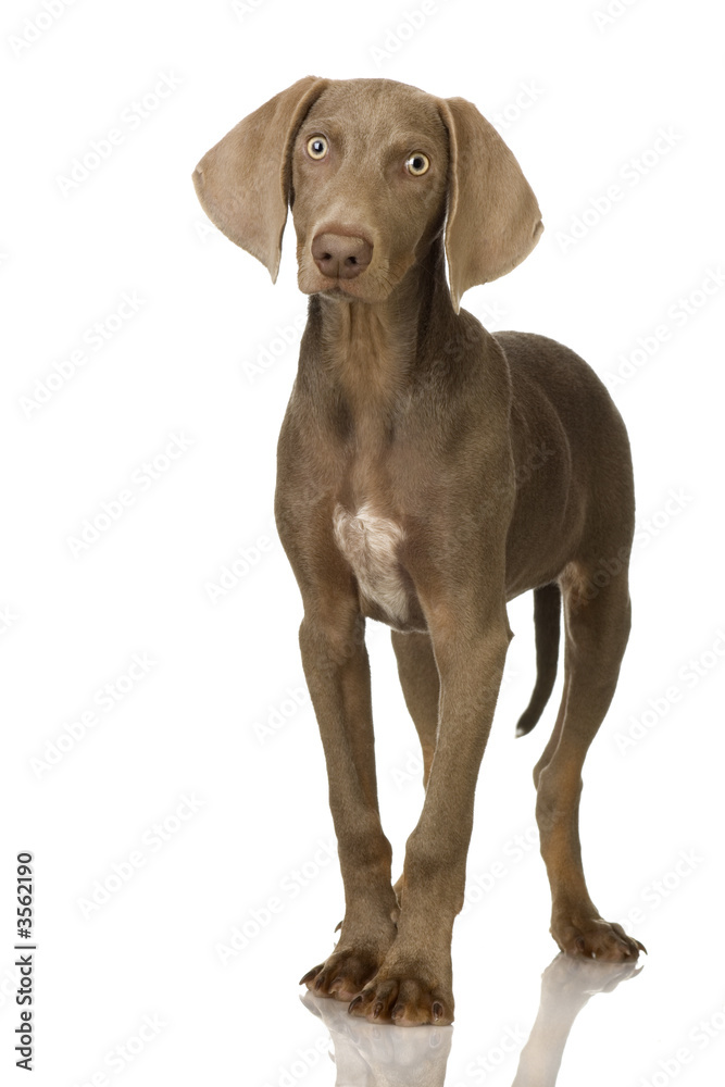 puppy Weimaraner standing up in front of white background