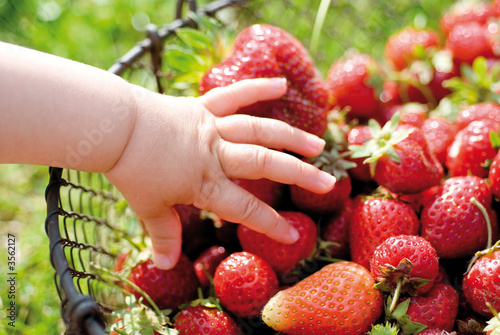 Fraises rouges en exterieur, macro, main enfant photo