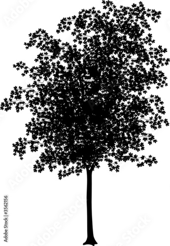 Maple