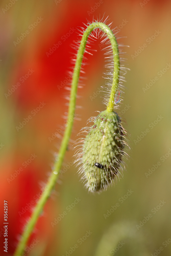 Obraz premium Bourgeon de coquelicot