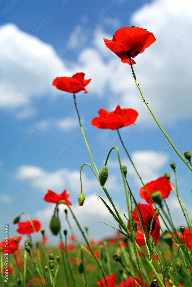 Obraz premium Coquelicots et ciel bleu