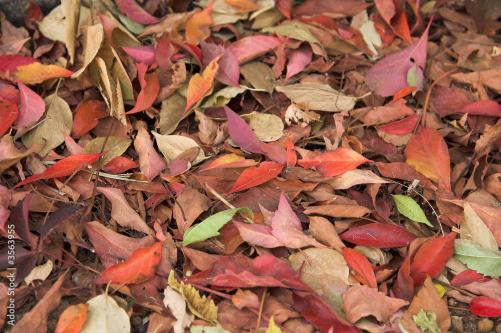 An array of fallen autumn leaves on the ground An array of fallen autumn leaves on the ground