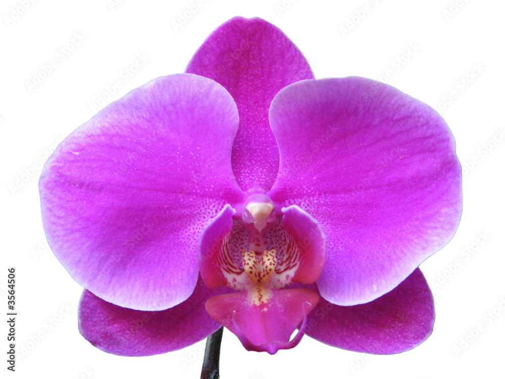 Fototapeta premium Orchidea