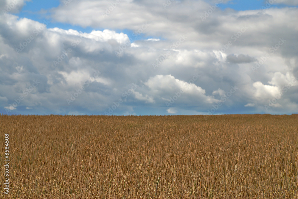 Fototapeta premium Wheat field during the cloudy weather