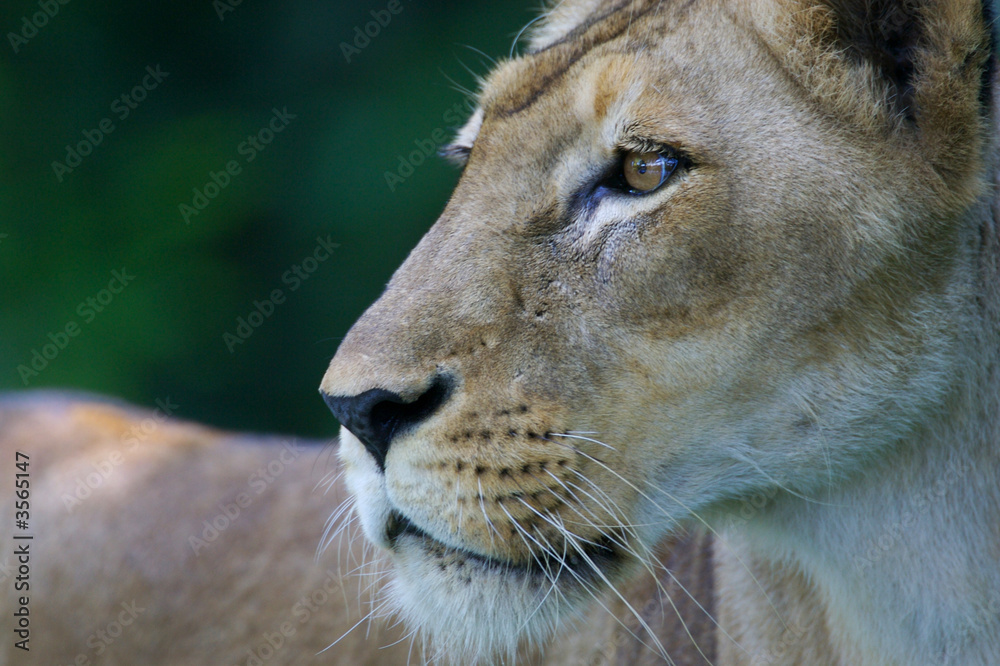 Fototapeta premium Lion