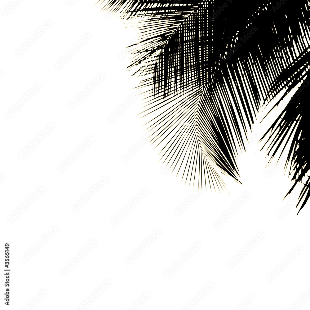 Obraz premium palmier noir