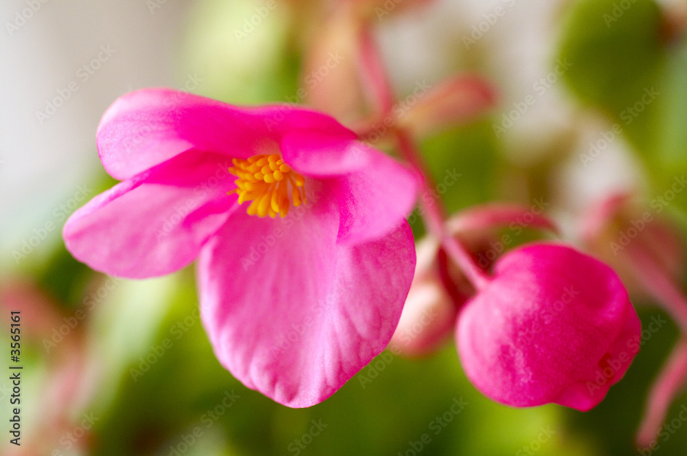 begonia