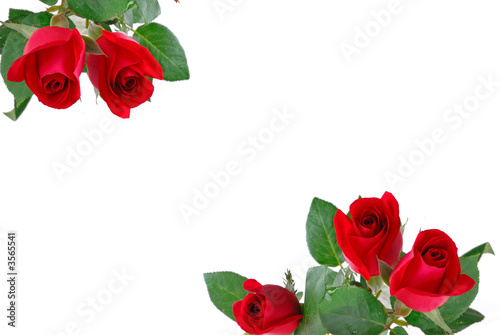Two roses in top 3 roses below