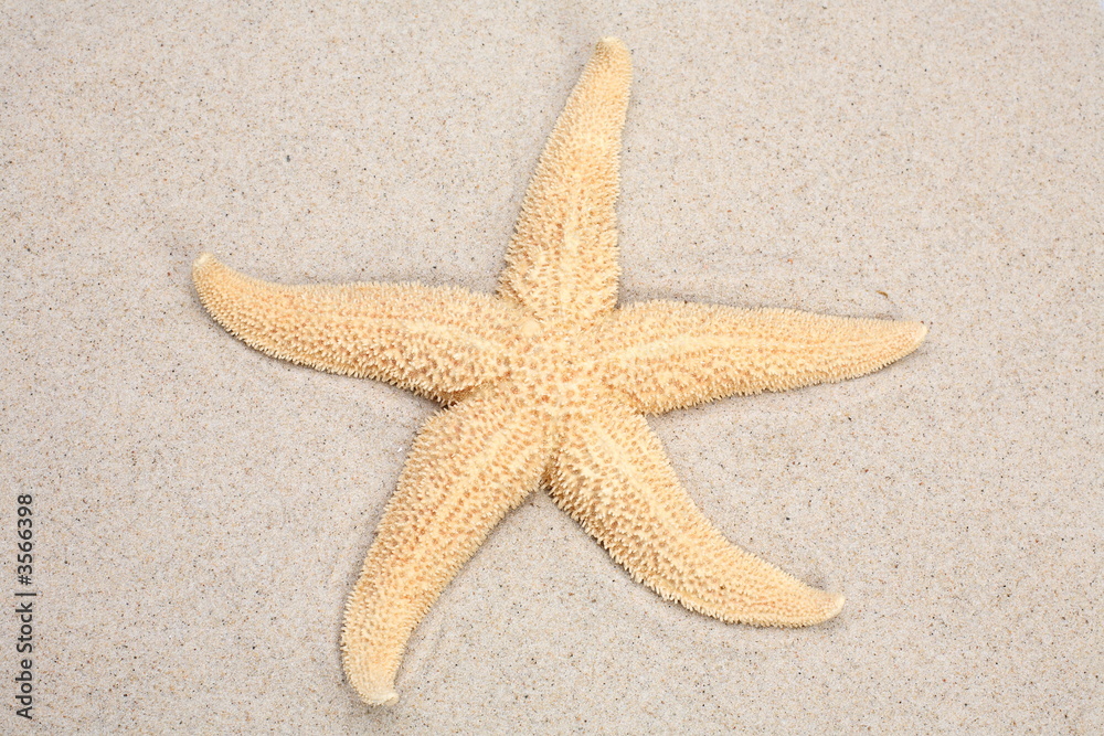 starfish