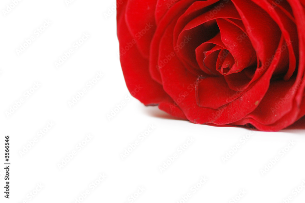 Red rose isolated on the white background Red rose isolated on the white background