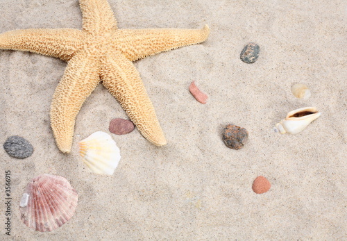 Seashell and starfish