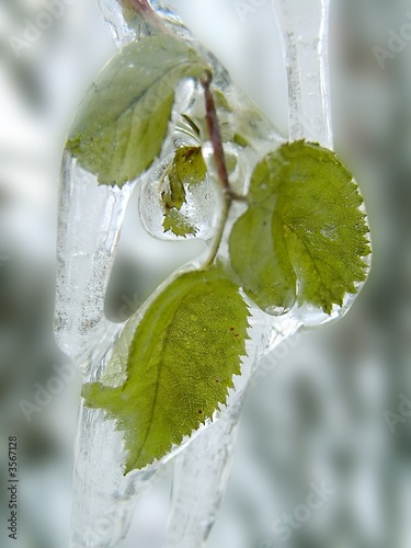 green leaves covered with ice
