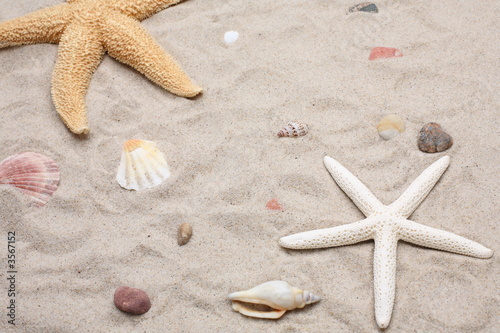 Seashell and starfish