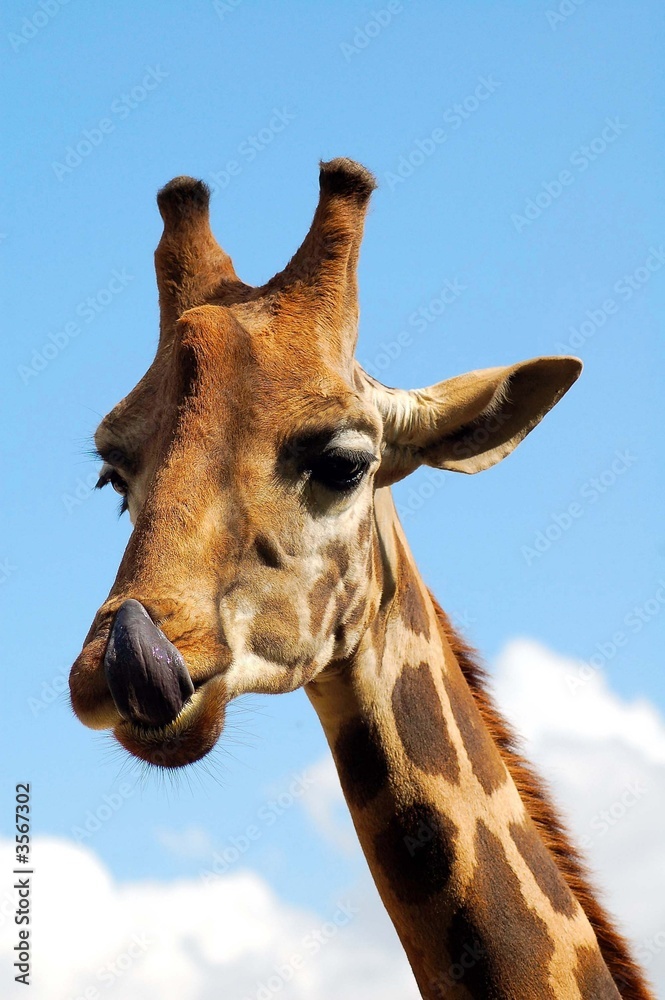 Naklejka premium Jirafa Relamiéndose