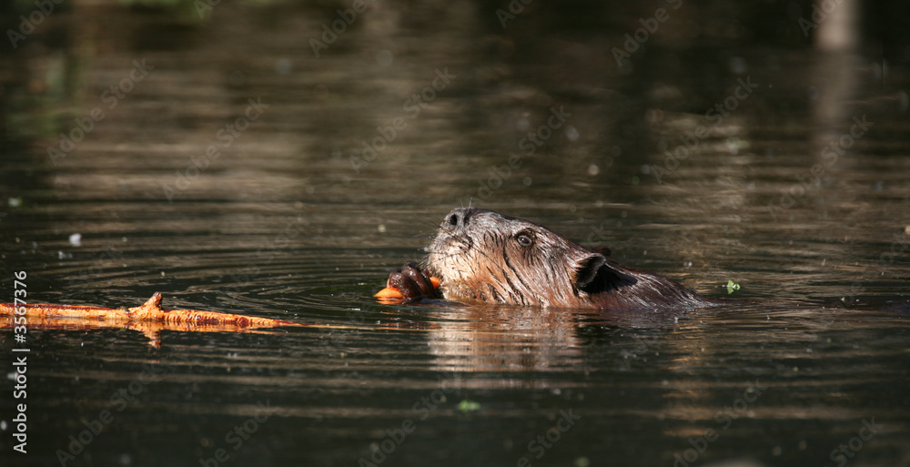 Fototapeta premium Biber