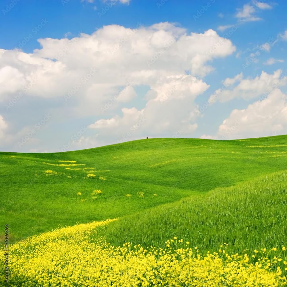 Landscape : Green field with yellow flowers