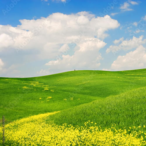 Landscape : Green field with yellow flowers