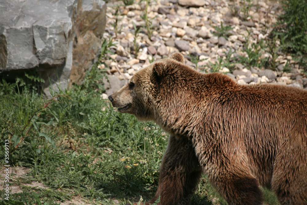 Fototapeta premium Kodiakbär