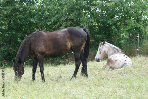 Podobny obraz
