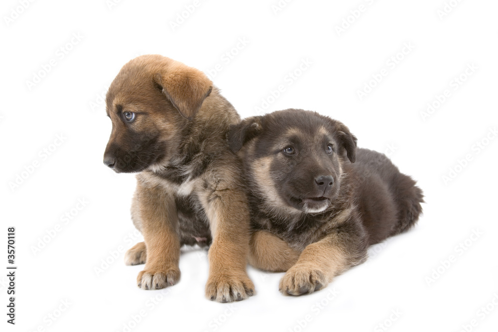 Two cute puppies brothers, isolated Two cute puppies brothers, isolated