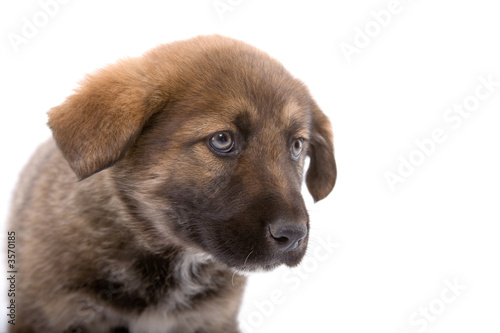 brown puppy dog standing 