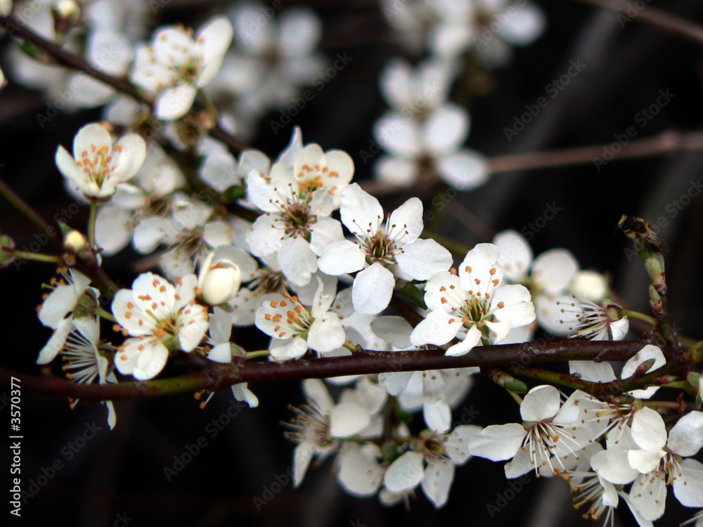 Obraz premium Blackthorn