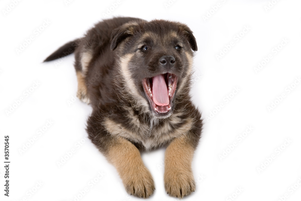 laughing puppy