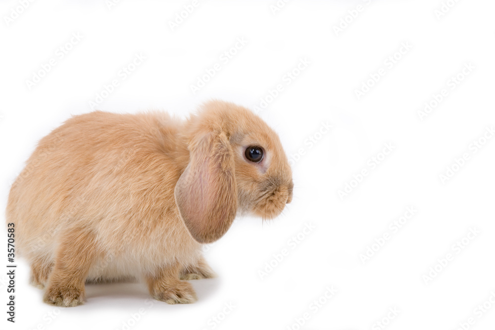 brown-white bunny on the left side