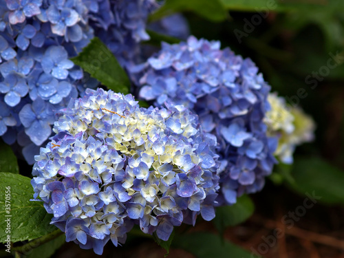 Blue and White Hydrangeas