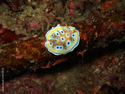 glossodoris cruentus photo