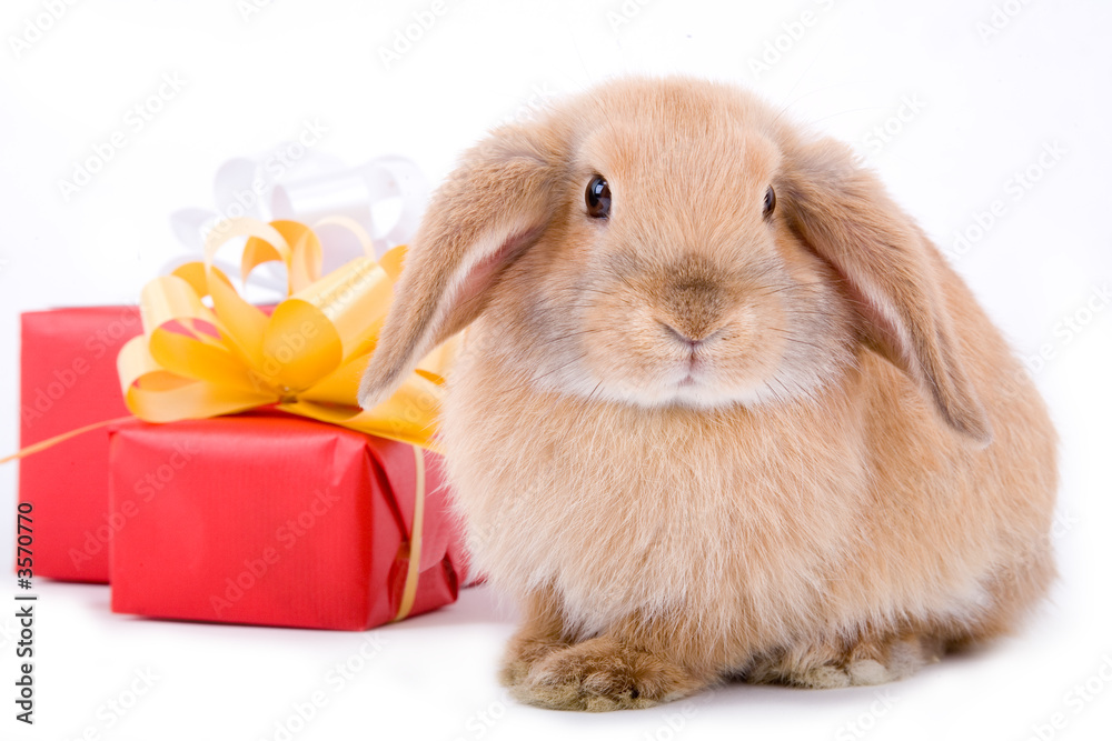 lop bunny before two red gift box, isolated lop bunny before two red gift box, isolated