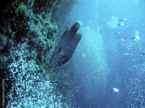 underwater. napoleon fish and bubbles. the red sea © Olga Khoroshunova