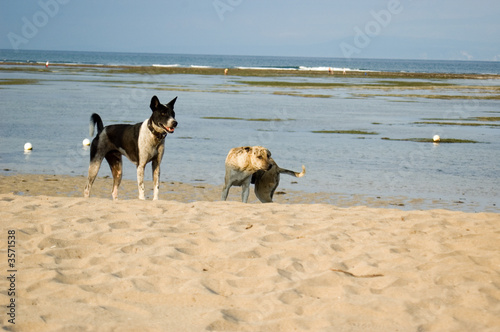 Hunde am Strand
