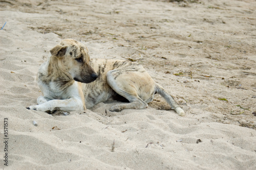 Hund