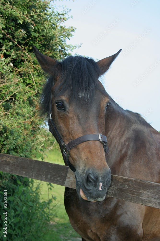 Obraz premium Laughing Horse