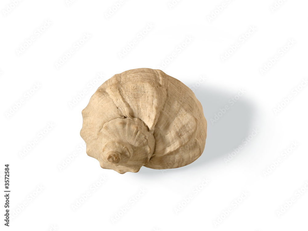 seashell seashell