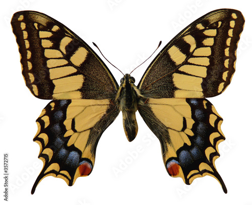 papillon