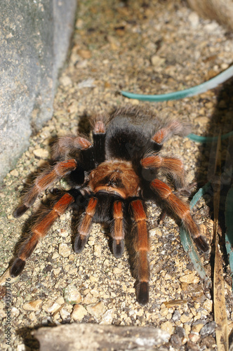 Mexican Fireleg Tarantula