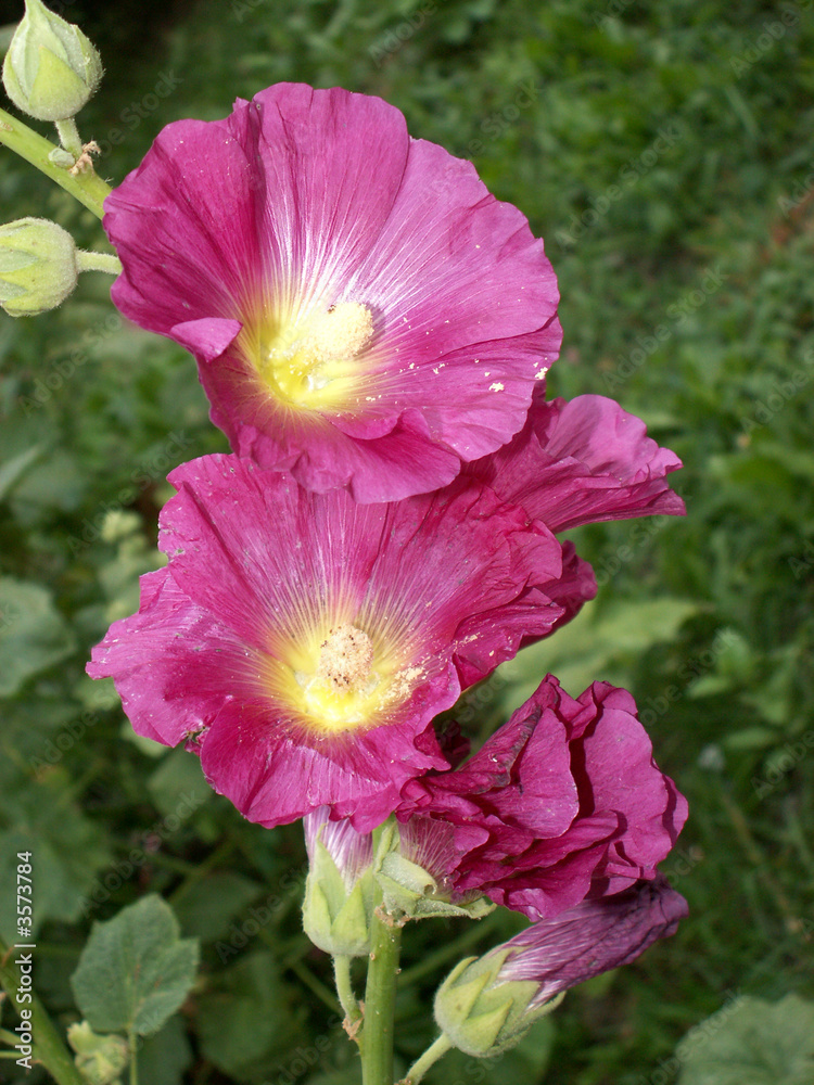 hollyhock hollyhock