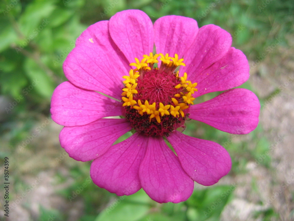 Obraz premium Purple Flower 1