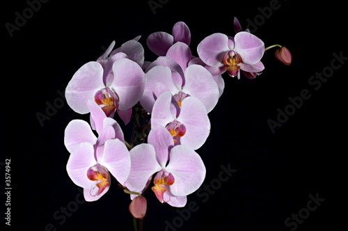 Pink purple orchid on black background