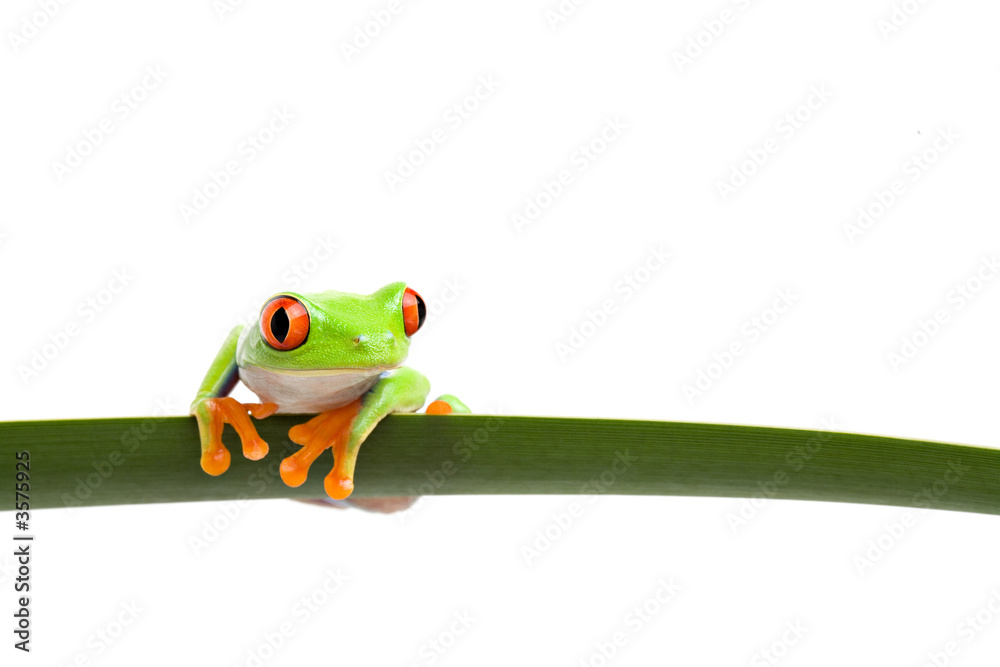 Obraz premium tree frog (Agalychnis callidryas) closeup isolated on white