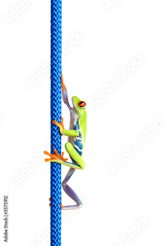 frog climbing up a blue rope isolated on white