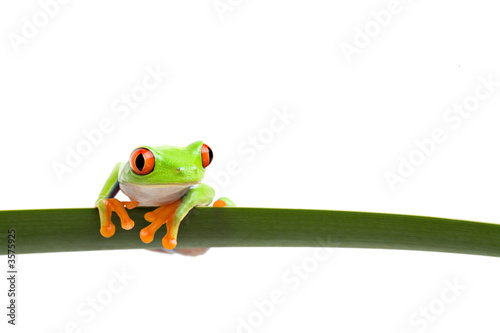 tree frog (Agalychnis callidryas) closeup isolated on white