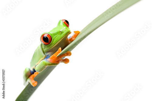 frog sitting on a narrow leaf isolated on white