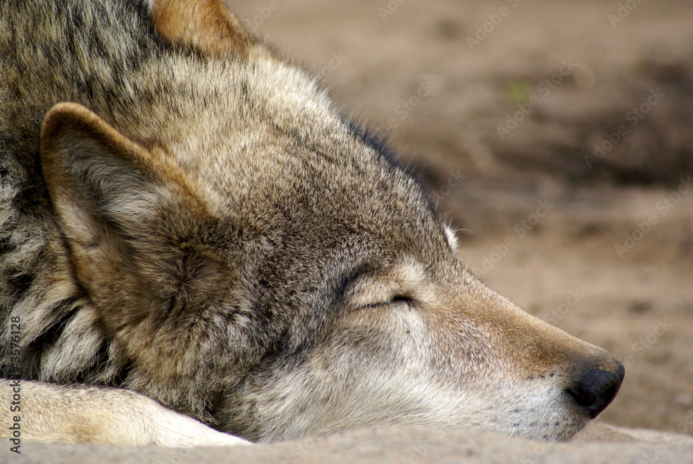 Fototapeta premium portrait of the sleeping wolf