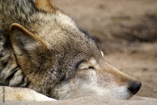 portrait of the sleeping wolf
