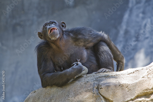 Photography Chimpanzee looking up