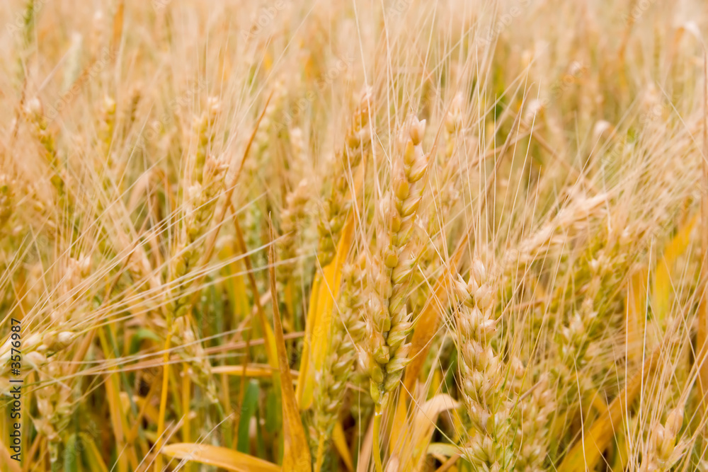 Fototapeta premium golden wheat field